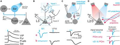 Light Up the Brain: The Application of Optogenetics in Cell-Type Specific Dissection of Mouse Brain Circuits